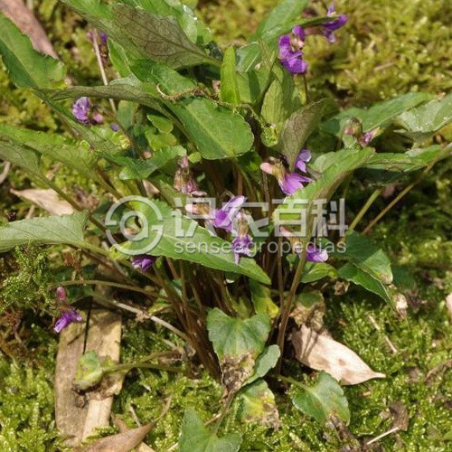 柑橘黄叶症状示例2