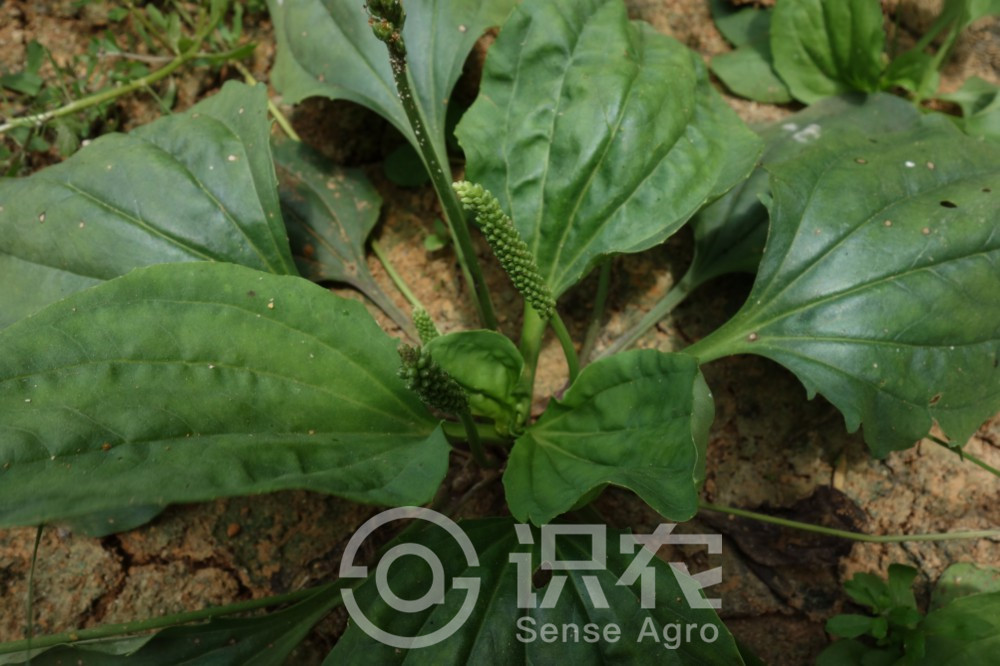 柑橘黄叶症状示例3