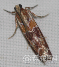 柑橘黄叶症状示例1