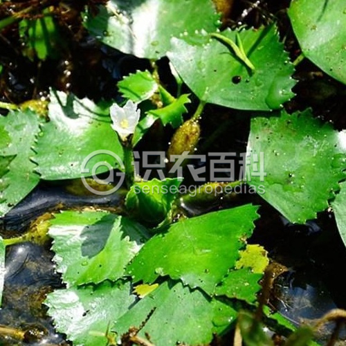 柑橘黄叶症状示例3