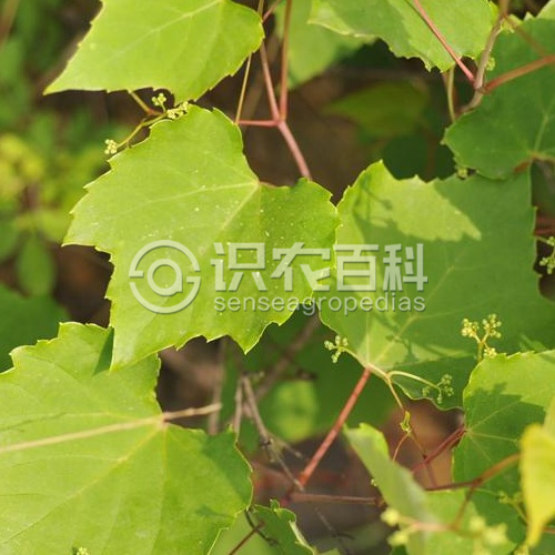 柑橘黄叶症状示例1