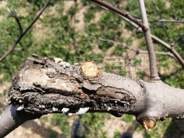 ���ٻ�Ҷ֢״ʾ��0