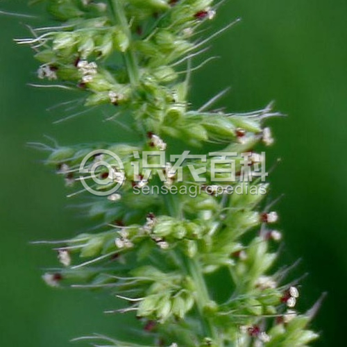 柑橘黄叶症状示例1