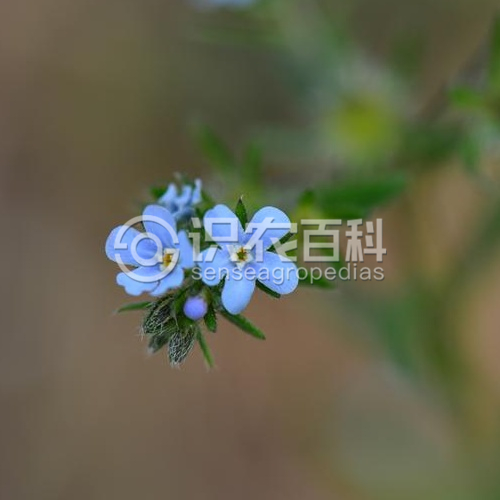 柑橘黄叶症状示例1
