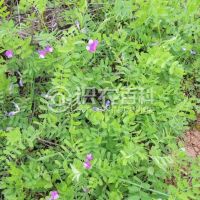 柑橘黄叶症状示例0