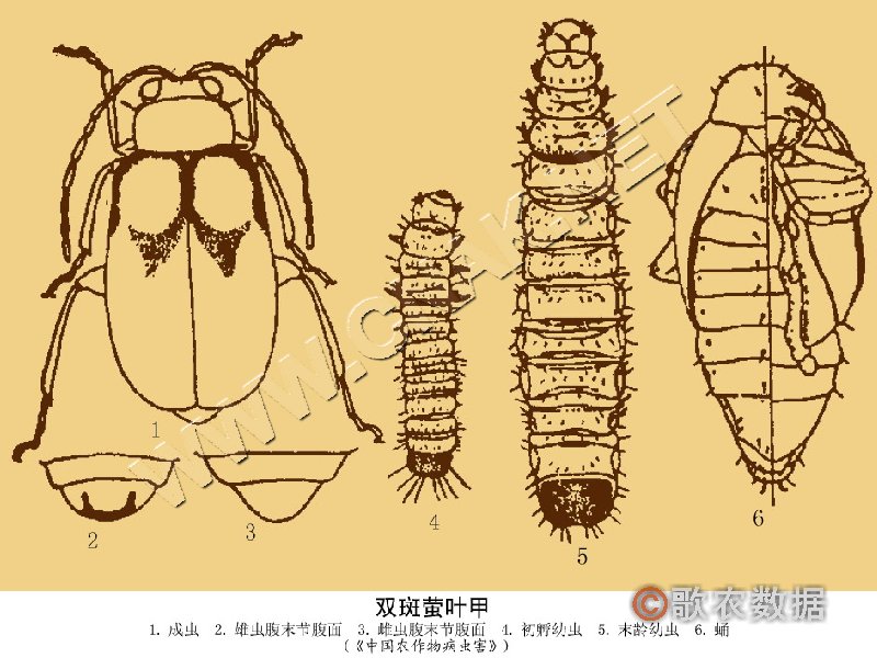 柑橘黄叶症状示例2