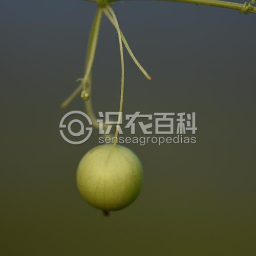 柑橘黄叶症状示例3