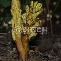 柑橘黄叶症状示例0