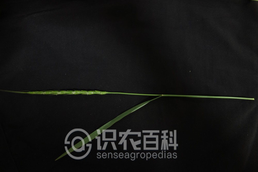 柑橘黄叶症状示例4