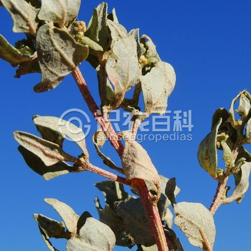 柑橘黄叶症状示例3