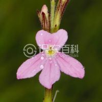 柑橘黄叶症状示例0
