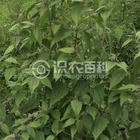柑橘黄叶症状示例0