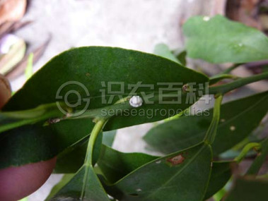柑橘黄叶症状示例1