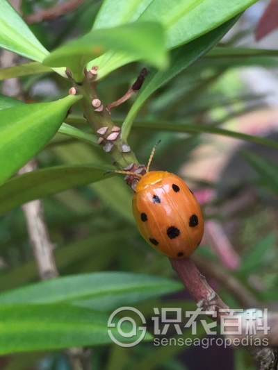 ʮưөҶ