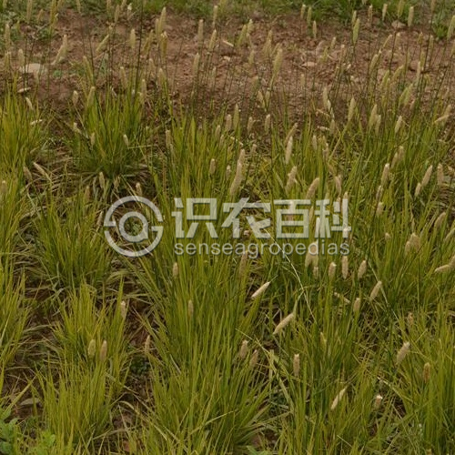 柑橘黄叶症状示例2