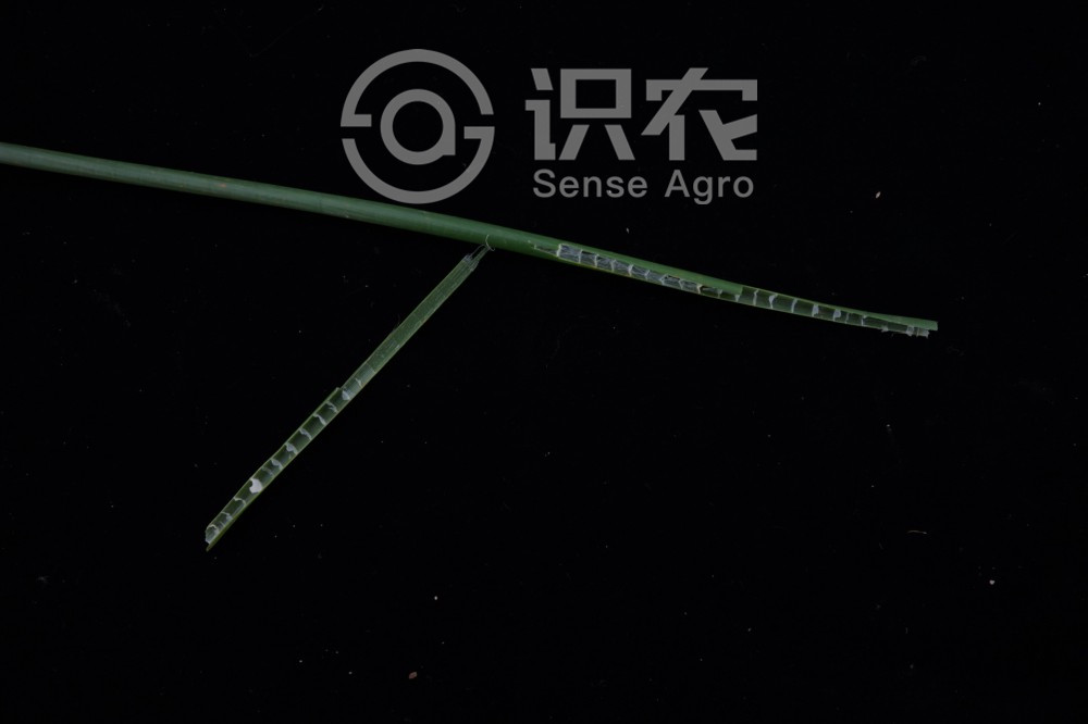 柑橘黄叶症状示例4