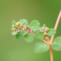 柑橘黄叶症状示例0