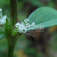 柑橘黄叶症状示例0