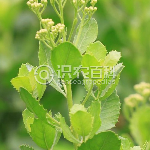 柑橘黄叶症状示例2