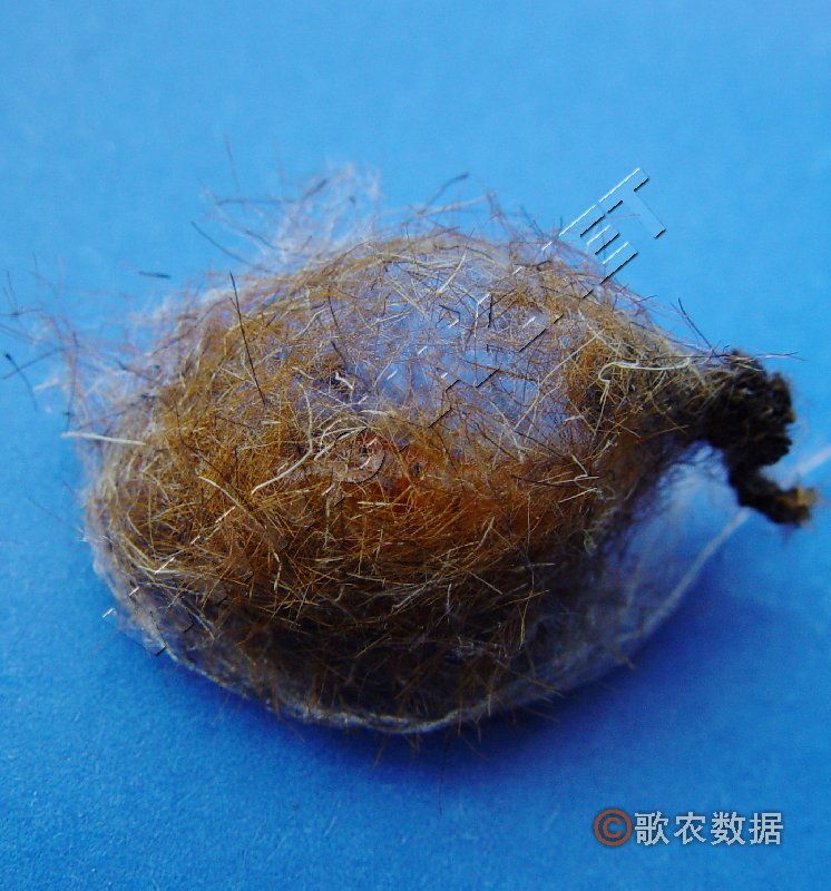 柑橘黄叶症状示例1