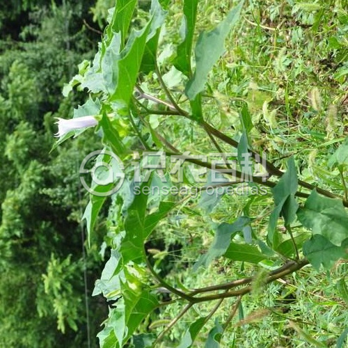 柑橘黄叶症状示例1