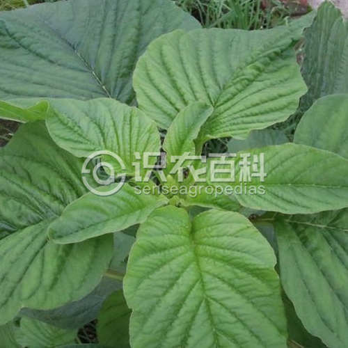 柑橘黄叶症状示例1