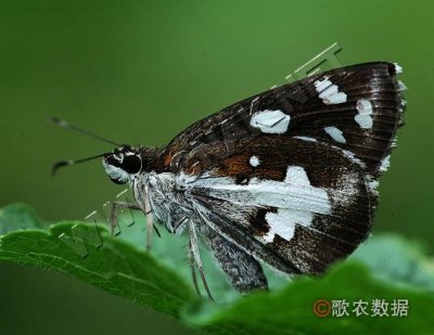 Ū