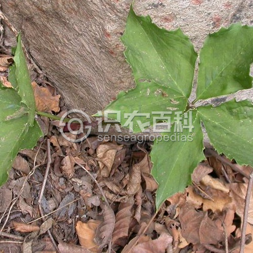 柑橘黄叶症状示例3
