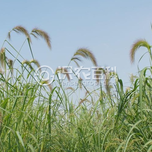 柑橘黄叶症状示例3