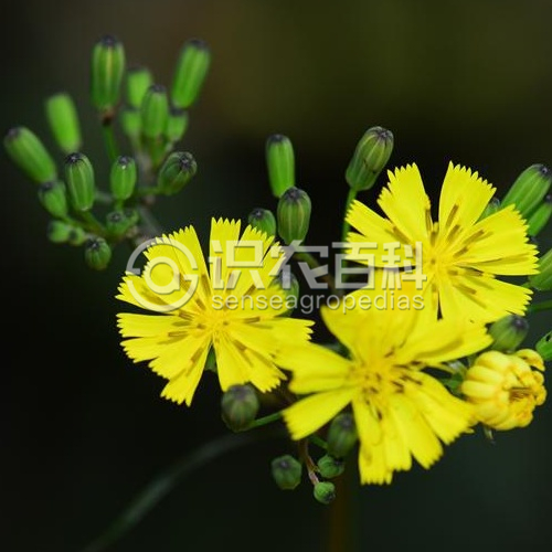 柑橘黄叶症状示例4