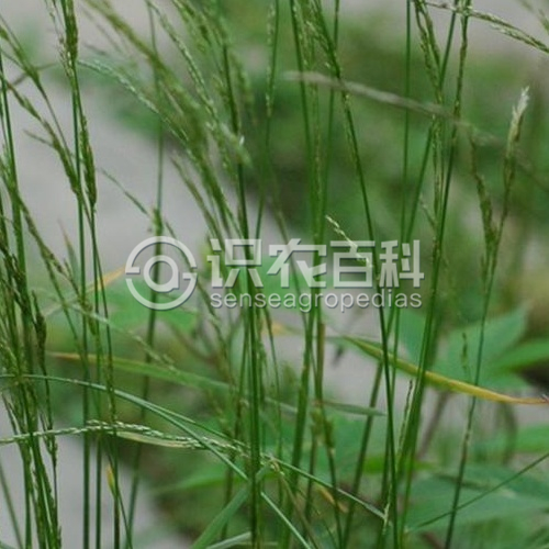 柑橘黄叶症状示例3