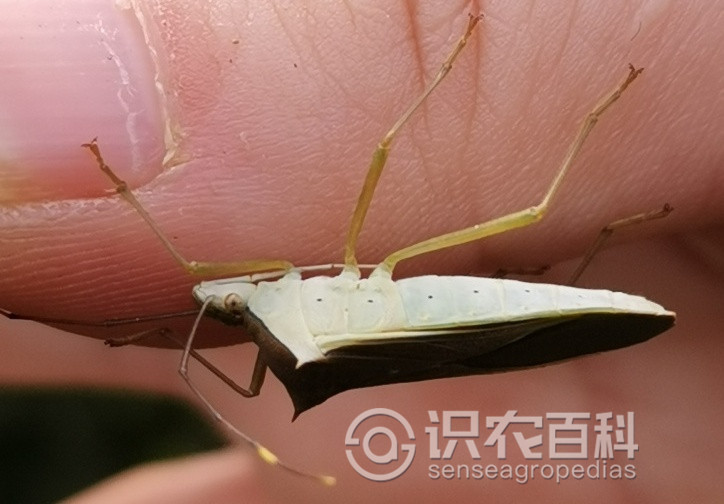 柑橘黄叶症状示例1