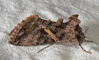 柑橘黄叶症状示例0