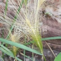 柑橘黄叶症状示例0