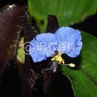 柑橘黄叶症状示例0