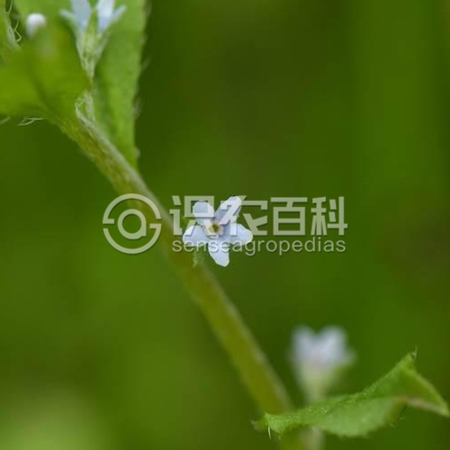 柑橘黄叶症状示例3