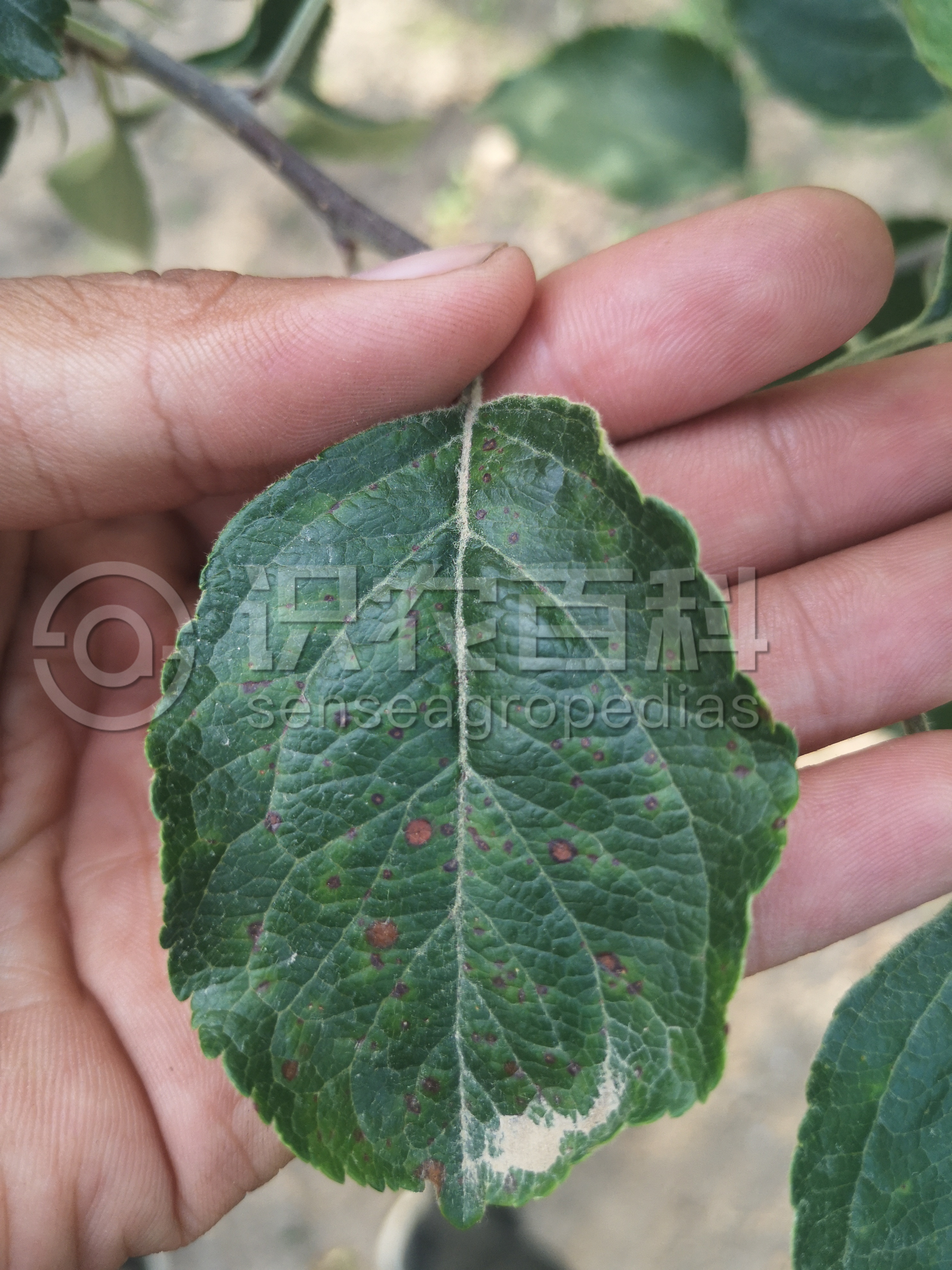 柑橘黄叶症状示例1