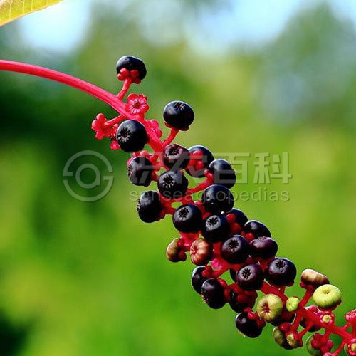 柑橘黄叶症状示例5