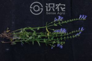 柑橘黄叶症状示例0