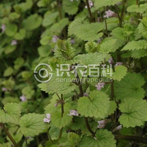 柑橘黄叶症状示例1