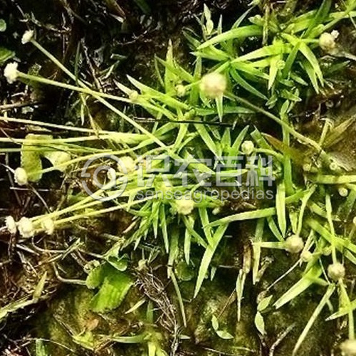 柑橘黄叶症状示例3