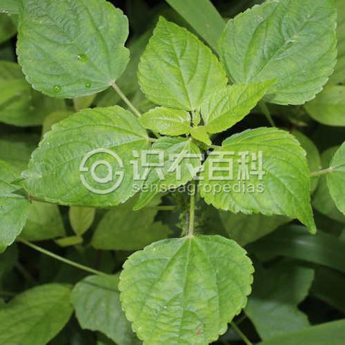 柑橘黄叶症状示例1