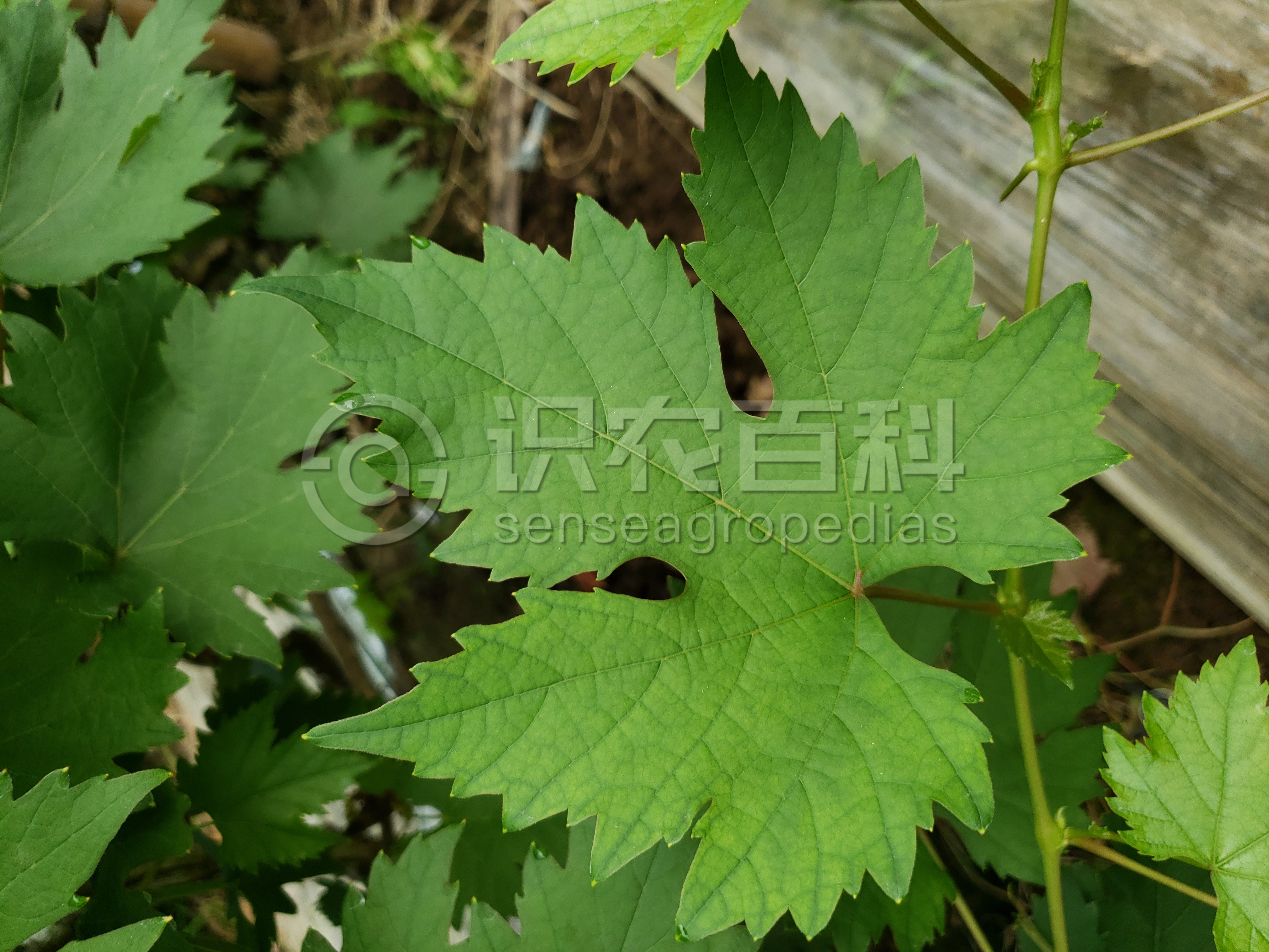 柑橘黄叶症状示例3