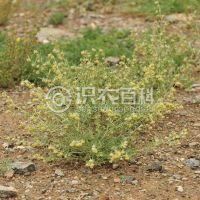 柑橘黄叶症状示例0