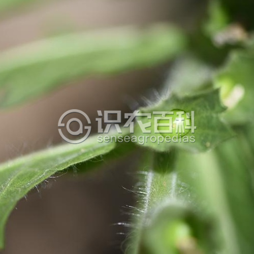 柑橘黄叶症状示例3