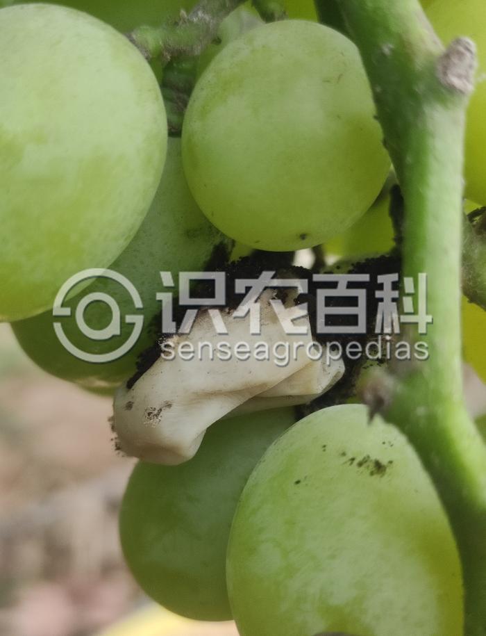 柑橘黄叶症状示例2