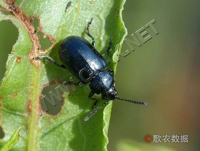 柑橘黄叶症状示例0