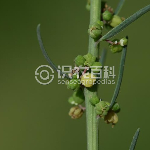 柑橘黄叶症状示例3