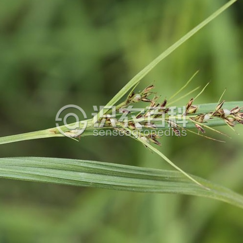 柑橘黄叶症状示例3