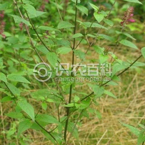 柑橘黄叶症状示例3